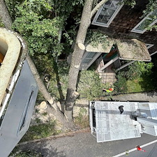 Storm-Damaged-Tree-Removal-in-Centreville-MD 0